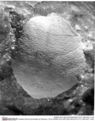 Historisches Foto von Jurellana tithonia (Schweitzer & Feldmann, 2010) (NHMW-AFW-GEO-BACHMAYER-FOTO-1990-0041-1445)